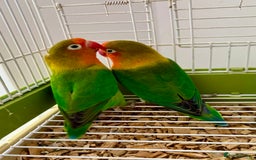 Lovebirds birds for sale: Beautiful Bonded Pair of Fischer’s Lovebirds  - Image 4