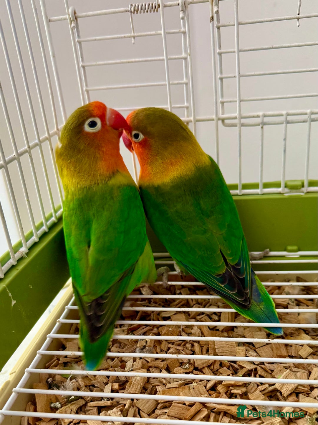 Lovebirds birds for sale: Beautiful Bonded Pair of Fischer’s Lovebirds  - Image 4