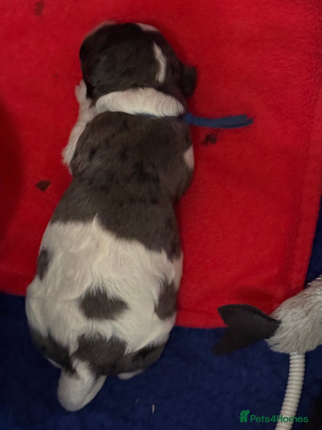 Cavapoo dogs for sale: Extensively health tested stunning cavapoo’s - Image 3