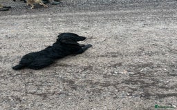 Sprocker dogs for stud: Sprocket for stud - Image 2