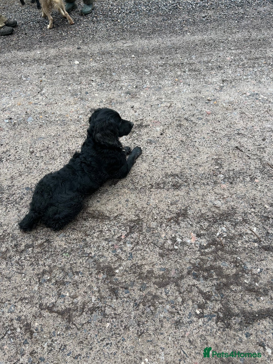 Sprocker dogs for stud: Sprocket for stud - Image 2