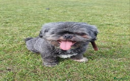 Shih Tzu dogs for sale: Loving cheeky Shihtzu for loving home ❤️ - Image 29