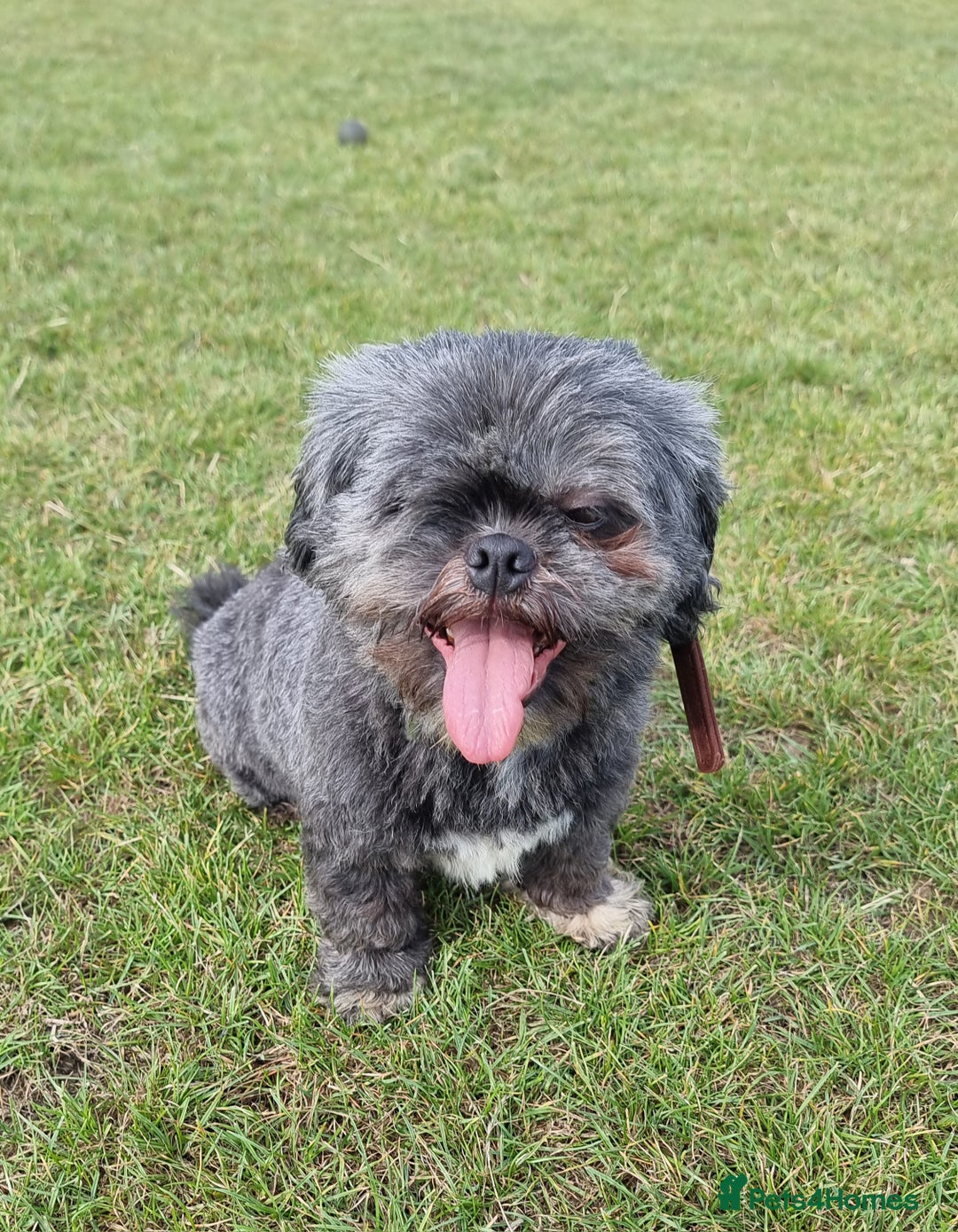 Shih Tzu dogs for sale: Loving cheeky Shihtzu for loving home ❤️ - Image 29