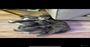 British Shorthair cats Beautiful British short hair cross kittens - Advert 4