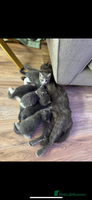 British Shorthair cats Beautiful British short hair cross kittens - Advert 9