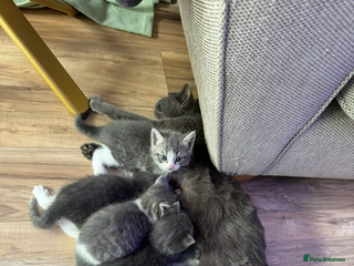 British Shorthair cats for sale: Beautiful British short hair cross kittens - Advert 2