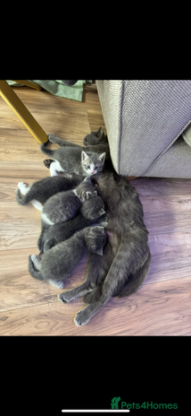 British Shorthair cats Beautiful British short hair cross kittens - Advert 2