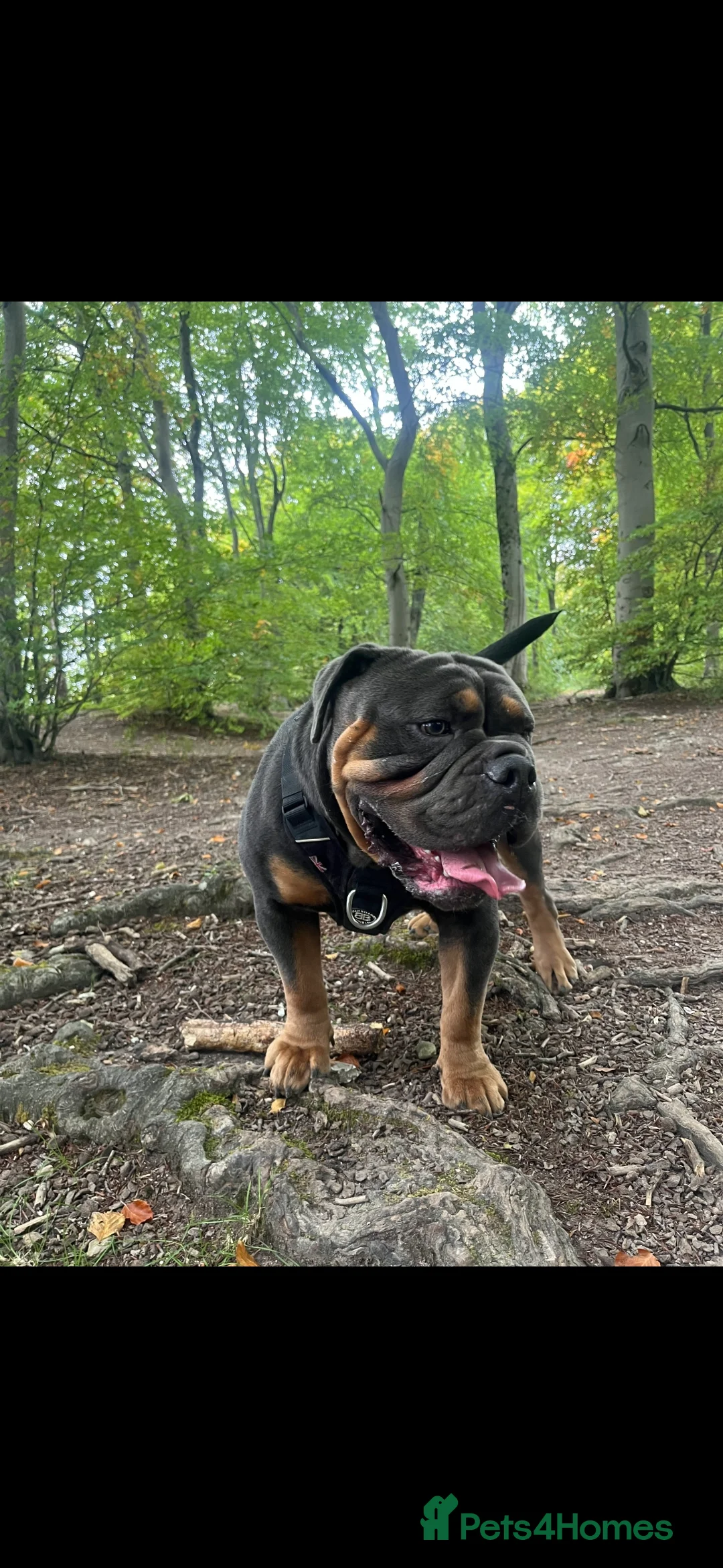 Olde English Bulldogge dogs for sale: Benny  - Advert 8