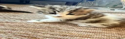 British Shorthair cats for sale: Rehoming mother with one kitten  - Advert 8