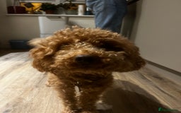 Toy Poodle dogs for stud: Simba as a Stud - Image 3