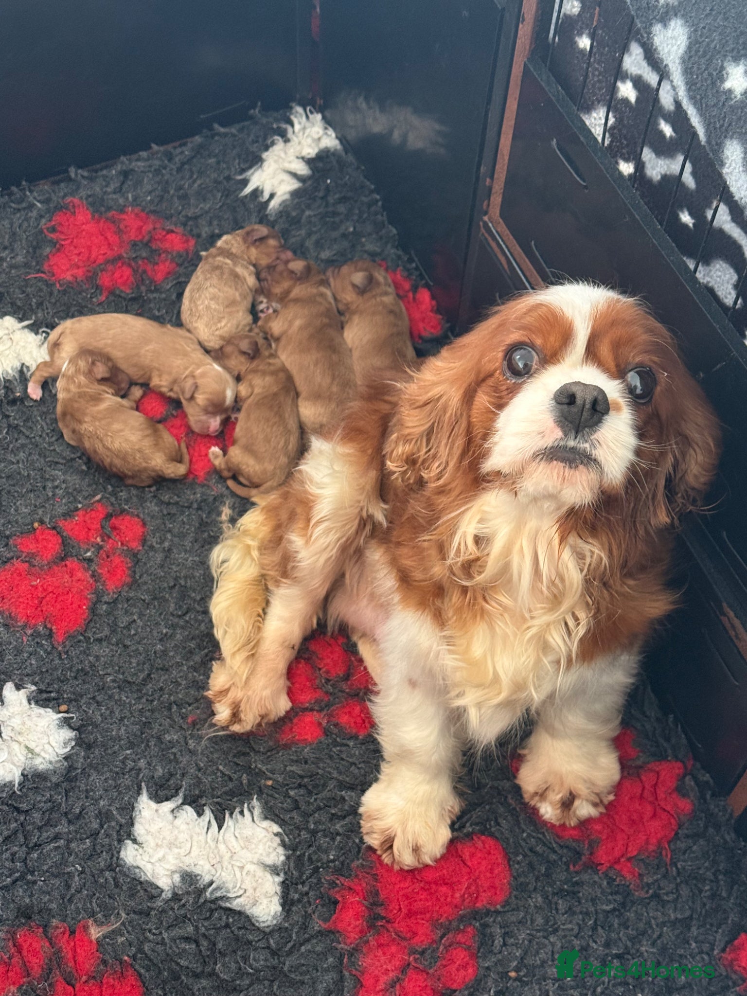 Cavapoo dogs Stunning F1 Red Cavapoo’s  - Advert 2