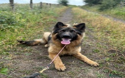 German Shepherd dogs for sale: Beautiful Boy Looking For Forever Home - Image 1