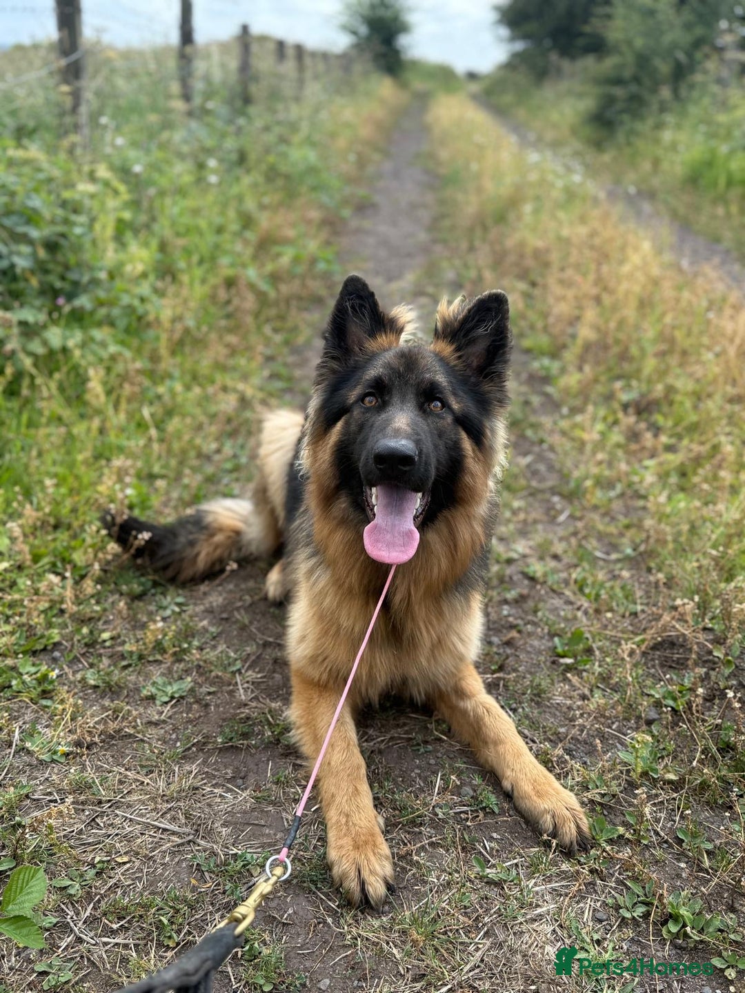 German Shepherd dogs for sale: Beautiful Boy Looking For Forever Home - Image 1