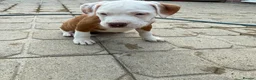 Mixed Breed dogs for sale: Old tyme American bullys - Advert 10