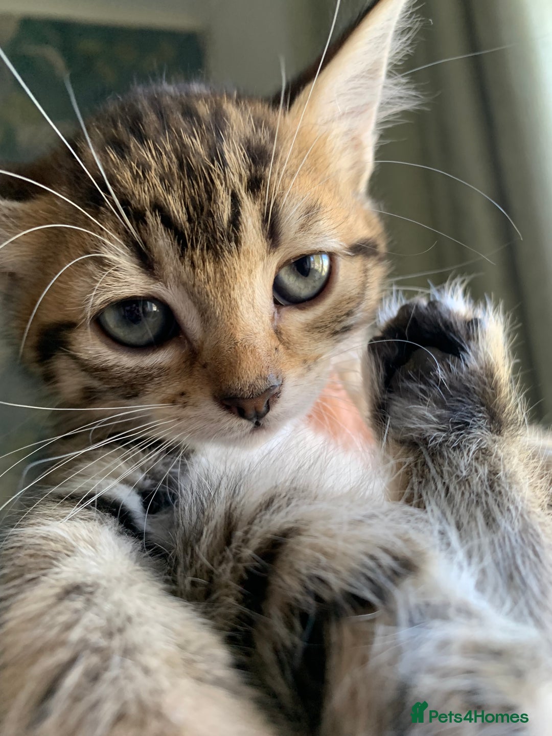 Mixed Breed cats for sale: 6 gorgeous kittens😍Ready Now - Image 5