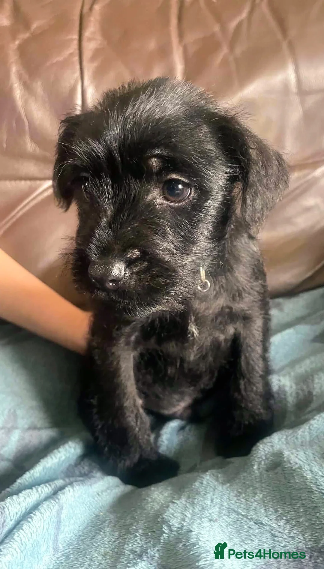 Patterdale Terrier dogs for sale: Patterdale Terrier Puppies Ready Now! - Advert 2