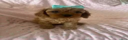 Cavapoo dogs for sale: 2 beautiful female cavapoos - Advert 25