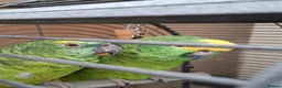 Mixed Breed birds for sale: Birds in Edgware - Advert 4