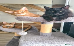 Abyssinian cats for sale: Abisinian kittens  - Image 5