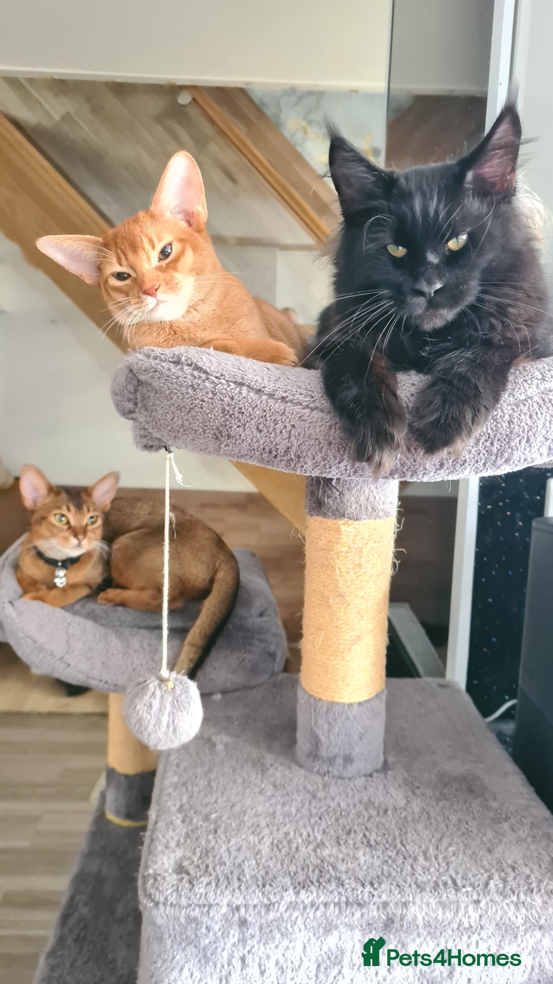 Abyssinian cats for sale: Abisinian kittens  - Image 5