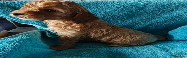 Cockapoo 7