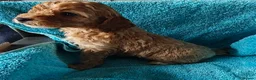 Cockapoo dogs for sale: Gorgeous F1B Cockapoo Puppies  - Advert 7