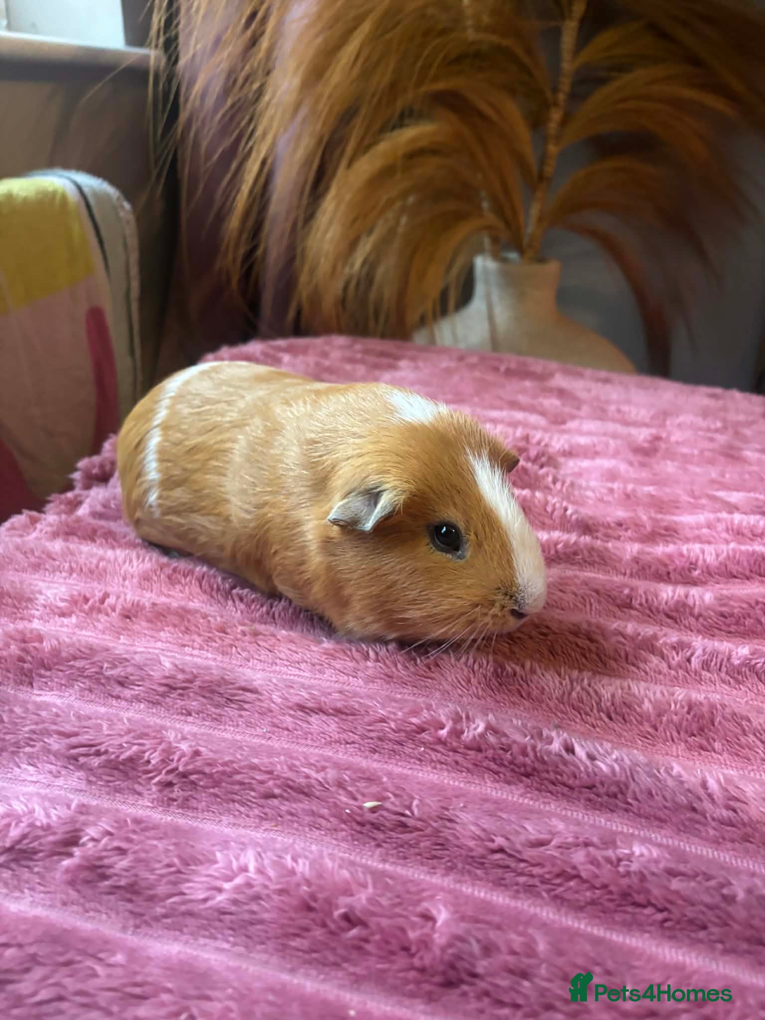 Guinea Pig rodents 2 Bonded Male Guniea Pigs - Advert 1
