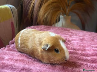 Guinea Pig rodents 2 Bonded Male Guniea Pigs - Advert 1