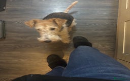 Fox Terrier dogs for sale: Wired Fox Terrier  - Image 4