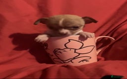 Chihuahua dogs for sale: Chihuahua puppies  - Image 5