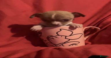 Chihuahua dogs - Advert 13