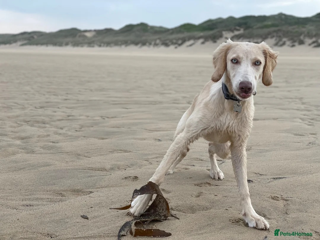 Weimaraner dogs for sale: Looking for the perfect home in Tidworth - Advert 2