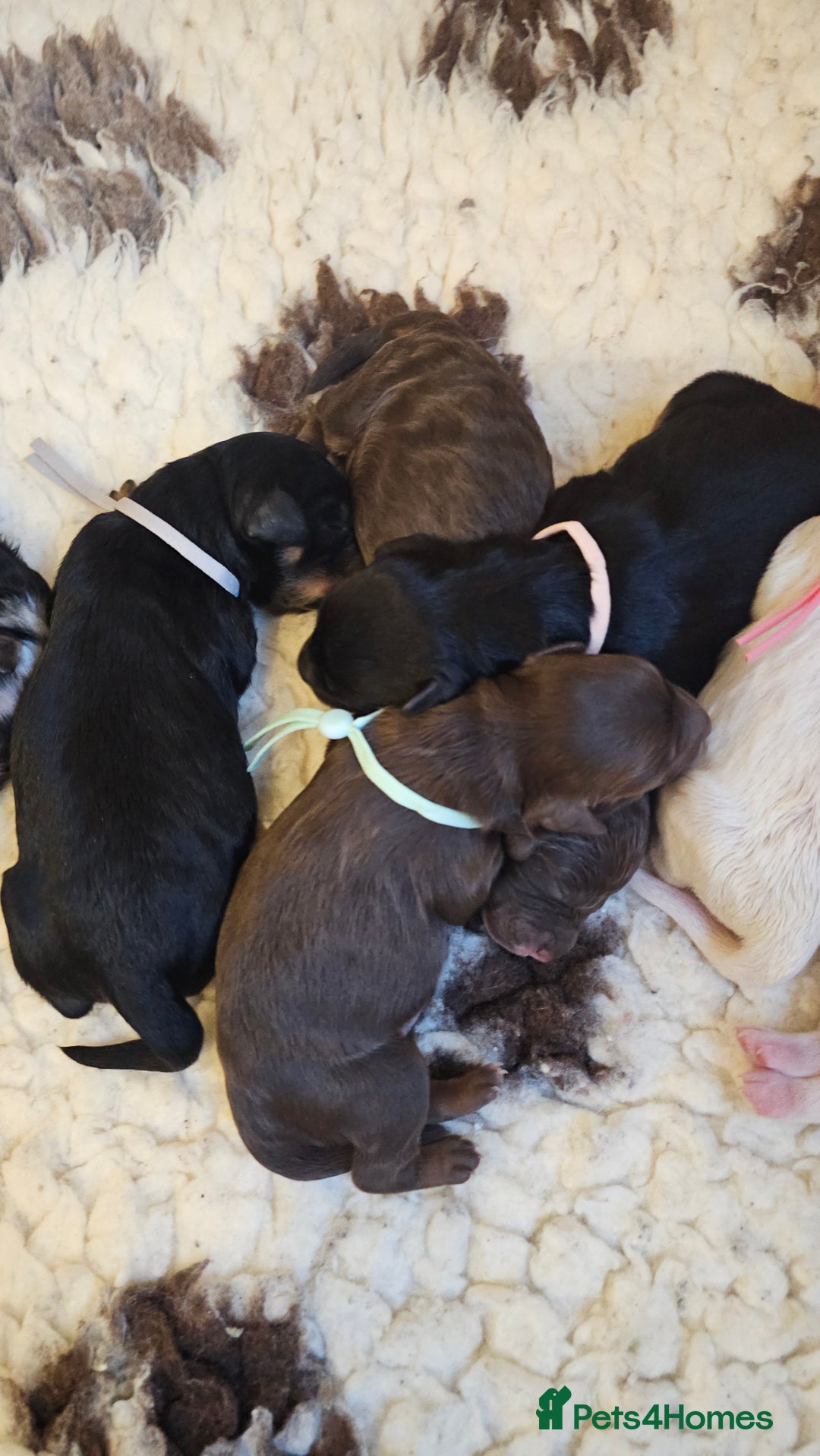 Cavapoo dogs for sale: STUNNING FULLY HEALTH TESTED F1B CAVAPOO  - Advert 29