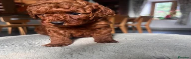Toy Poodle 1