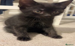 Mixed Breed cats for sale: Black kitten  - Image 4
