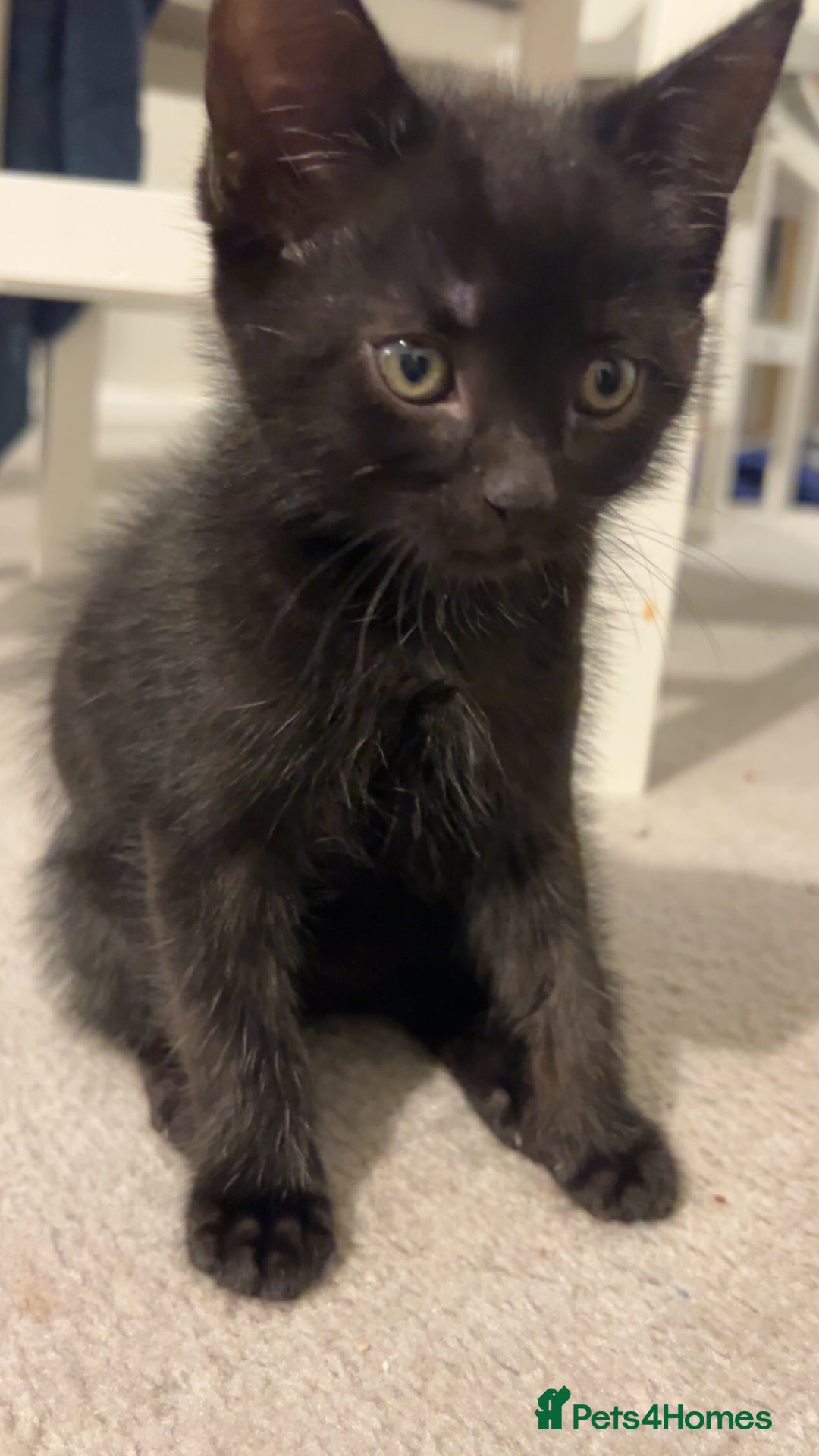 Mixed Breed cats for sale: Black kitten  - Image 4