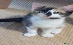 Mixed Breed cats for sale: Cute kittens - Image 13