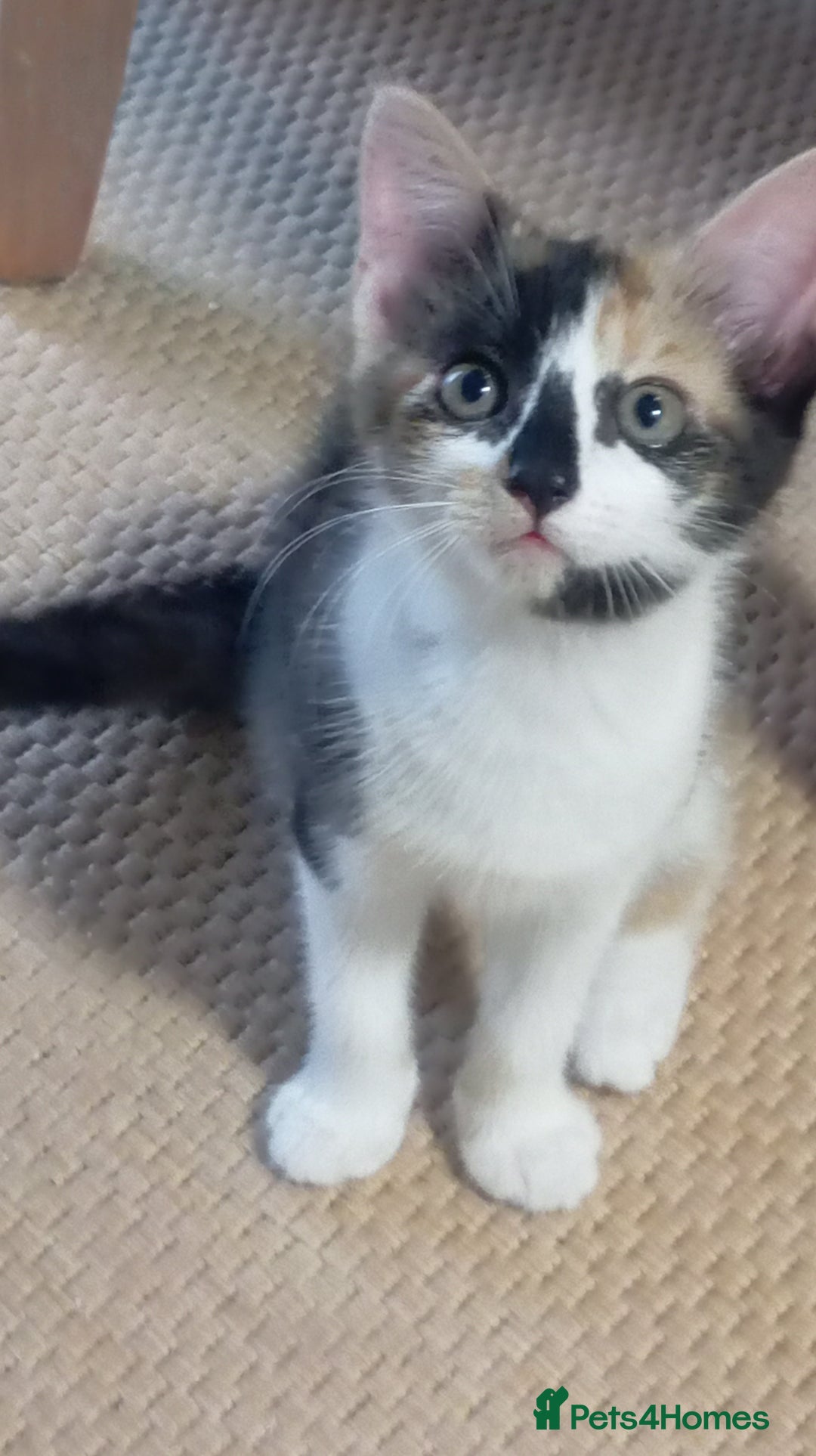 Mixed Breed cats for sale: Cute kittens - Image 13