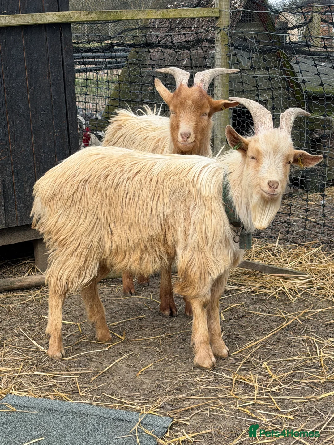 Goats livestock for sale: Royal Golden Guernsey Billy - Advert 1