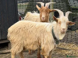 Goats livestock Royal Golden Guernsey Billys - Advert 10