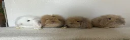 Angora rabbits for sale: Angora × Lion Lop Baby Bunny  - Advert 3