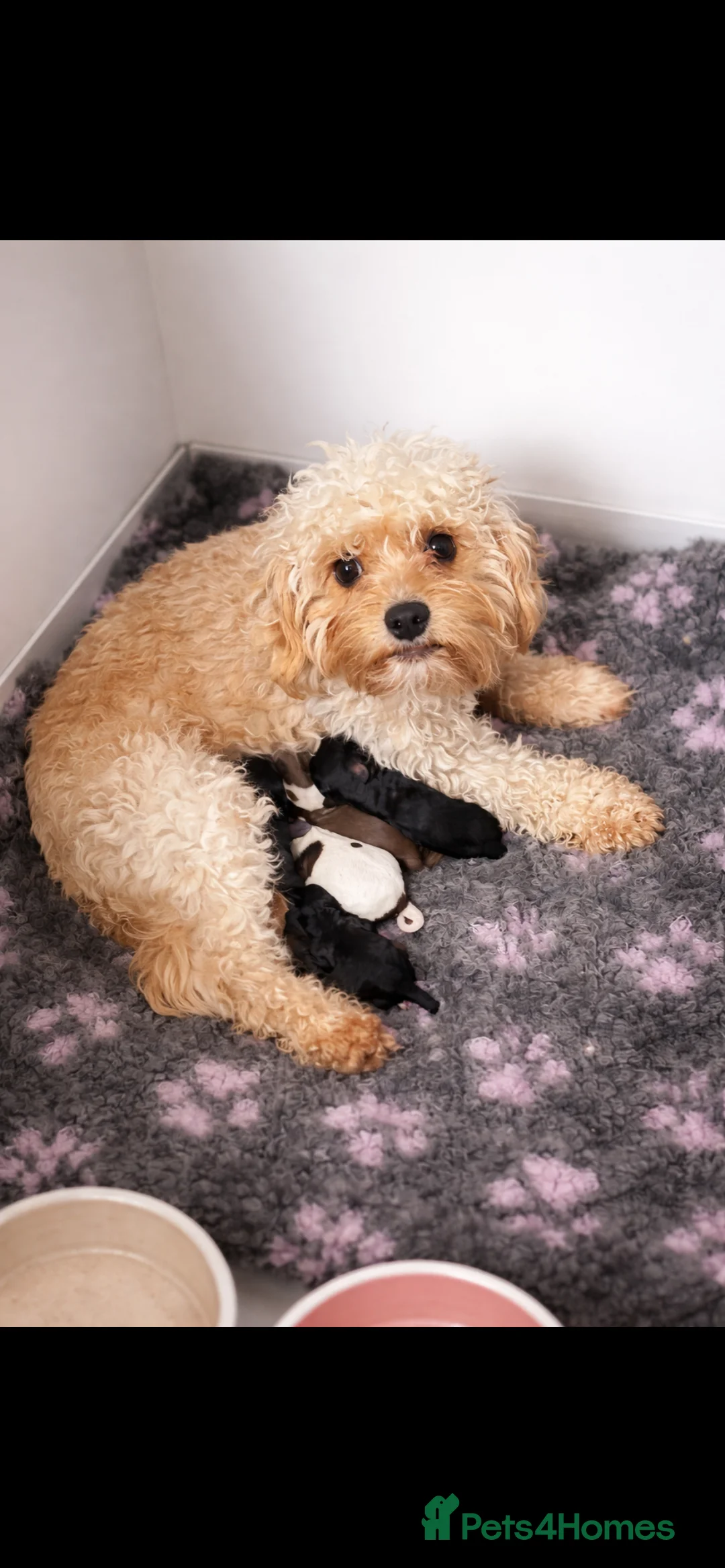 Cavapoo dogs for sale: F1b Cavapoo puppies 🐶 fully health tested  - Advert 2