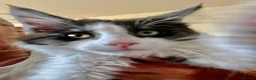 Maine Coon cats for sale: Stunning MaineCoon Kitten–Champion Bloodline - Advert 5