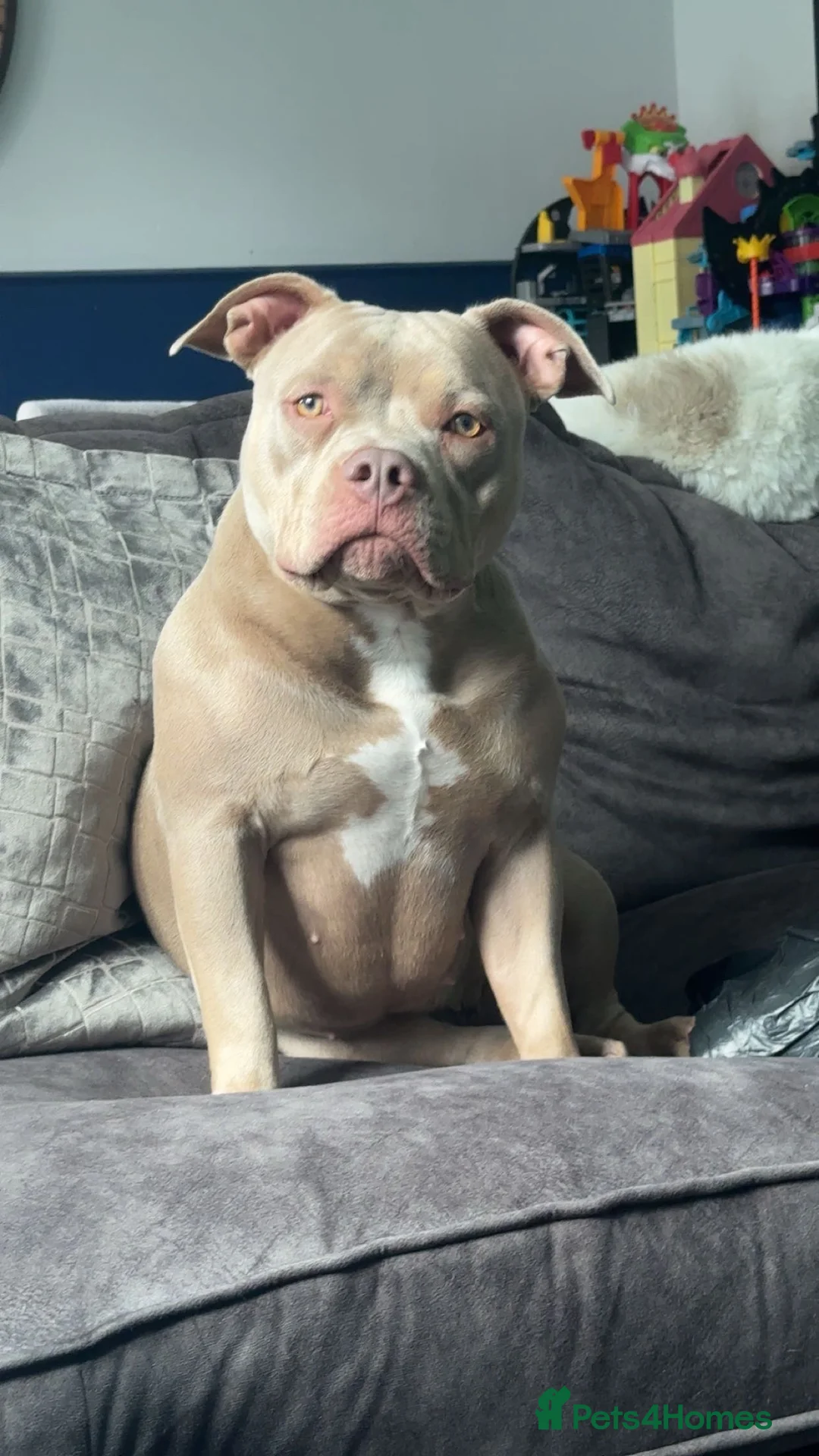 American Bulldog dogs for sale: 1 Year Old Pocket Bully Female  - Advert 2