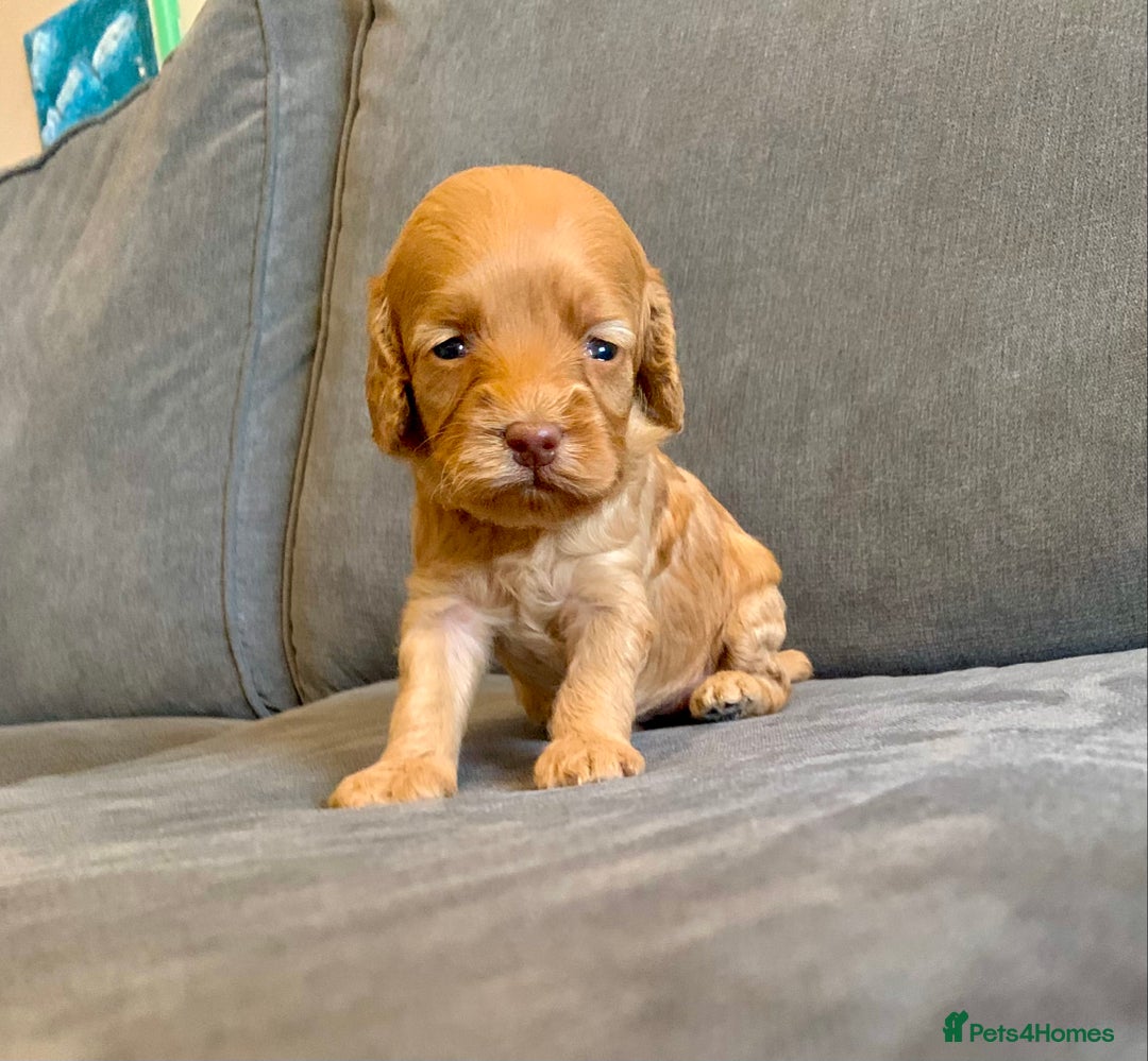 Cockapoo dogs for sale: Cockapoo - Advert 23