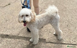 Toy Poodle dogs for sale: Toy poodles  - Image 7