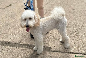 Toy Poodle dogs - Advert 8