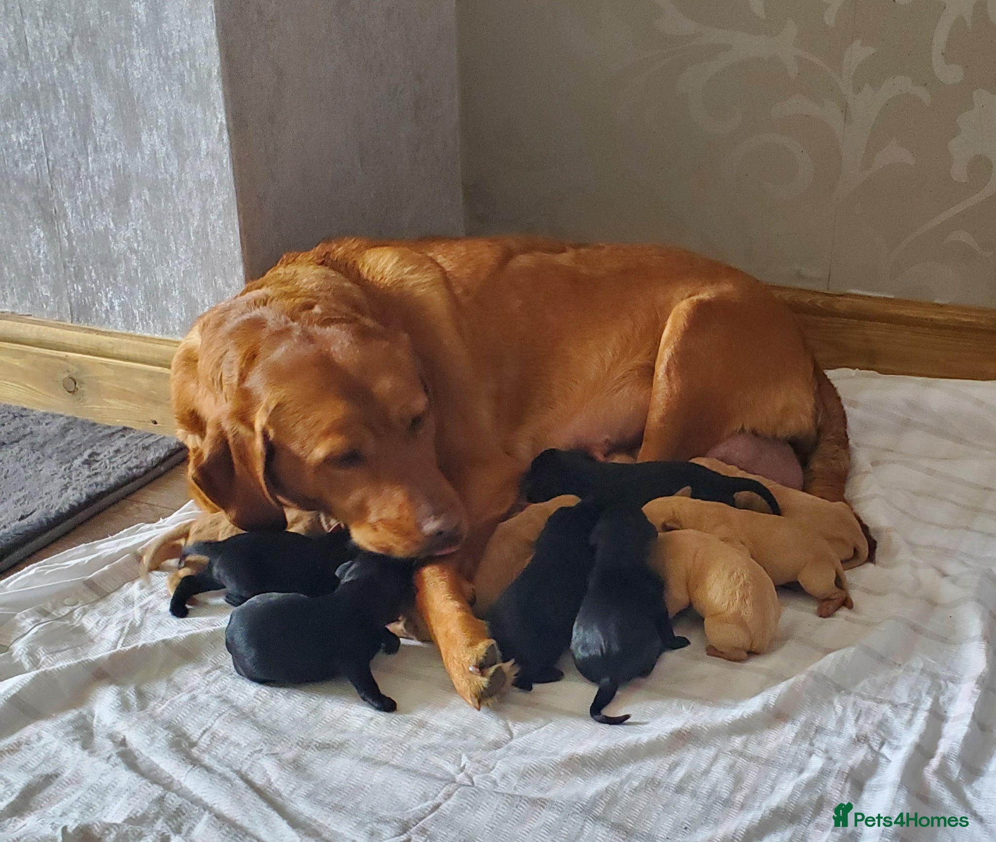 Labrador Retriever dogs 12 beautiful labrador puppies  - Advert 2