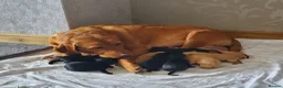 Labrador Retriever dogs for sale: 12 beautiful labrador puppies  in Shrewsbury - Advert 1