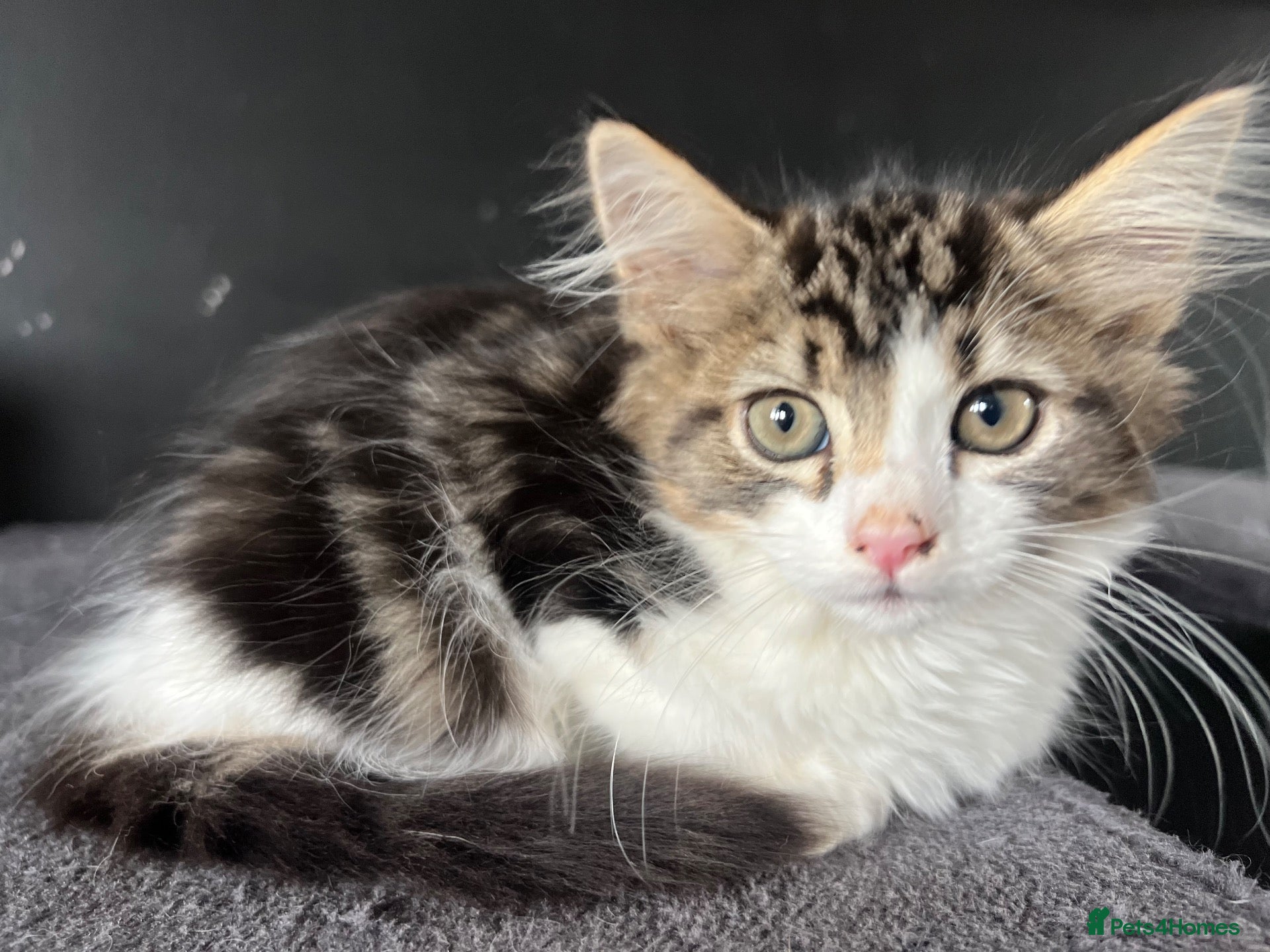 Mixed Breed cats Fluffy Kittens for sale - Advert 5